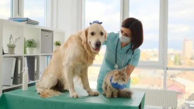 Veteriner, veteriner kliniğindeki randevusu sırasında Golden retriever köpeği ve tüylü kediyi avuçluyor.