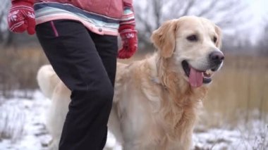 Golden retriever köpeği kış doğasında yol boyunca kadın sahibinin yanında yürüyor.