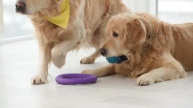 İki Golden Retriever köpeği gün ışığında evde oyuncaklarla yerde yatıyor. Safkan köpek yavruları dinleniyor ve aydınlık odada oynuyorlar.