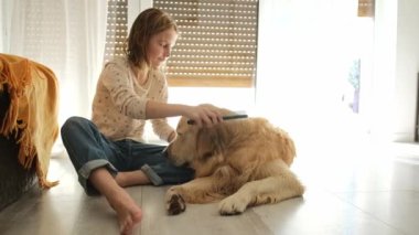 Evde ıslak bir Golden Retriever köpeğiyle tarama yapan mutlu küçük kız. Çocuk banyodan sonra köpeği tarıyor..