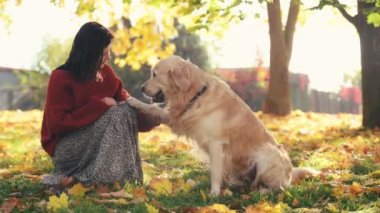 Golden retriever köpeği eğiten güzel kız, sonbahar parkında sarı yapraklı ve gülümseyen pençelerini uzattı. Güzel genç bir kadın sonbahar sezonunda safkan köpek labradoru öğretiyor.