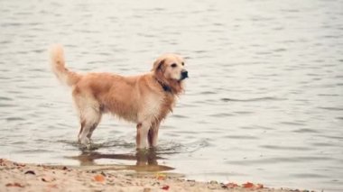 Kumsalda yürüyen altın renkli bir köpek.