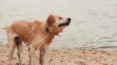 Kumlu bir plajda oynayan ve suyu sallayan altın renkli yeniden triever köpeği.