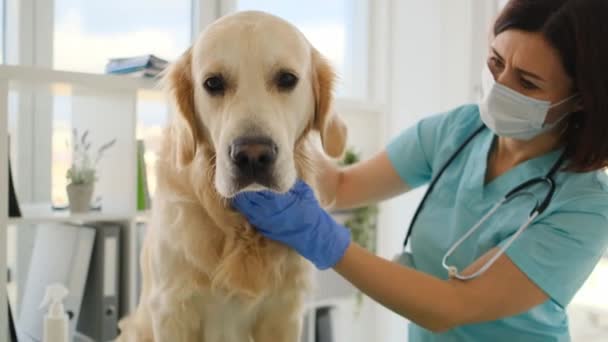 Veteriner Kliniğindeki Randevu Sırasında Golden Retriever Köpek Önleyici Muayenesi — Stok video