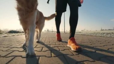 Golden retriever köpeğiyle koşan adam spor yaptıktan sonra gün batımında gün batımını seyrediyor. Evcil köpek sağlıklı yaşam tarzıyla koşan adam.