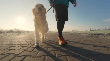 Golden retriever köpeğiyle koşan adam spor yaptıktan sonra gün batımında gün batımını seyrediyor. Evcil köpek sağlıklı yaşam tarzıyla koşan adam.