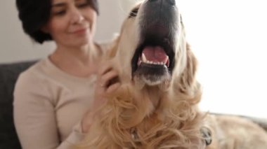 Savunma Bakanlığı esniyor. Golden Retriever köpeğini seven güzel bir kız evdeki kanepede oturuyor. Saf köpek labrador arkadaşı olan genç ve güzel bir kadın.