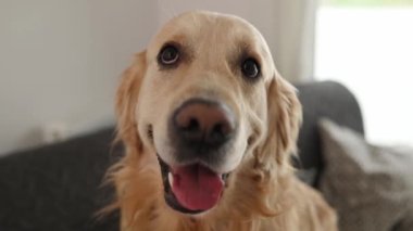 Golden Retriever köpeği yakın plan portrede kameraya bakıyor. Saf köpek labradoru ev hayvanı.