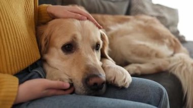 Saf köpek besleyen genç bir kız evde dizlerinin üzerinde yatıyor.