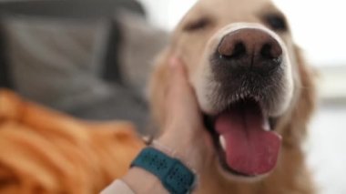 Golden Retriever köpeği, kız sahibinin onu yakından okşamasından zevk alıyor. Mutlu safkan evcil köpek suratı, kadın arkadaşı ona değer verirken ağzı açık.