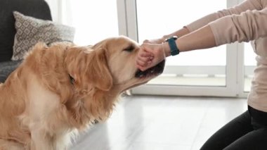 Golden Retriever köpeği kokluyor ve kız sahibi elini yiyecekle seçiyor. Genç bir kadın özel beslenme diyeti ile köpek besliyor.