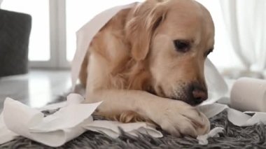 Golden retriever köpeği oturma odasında yerde duran tuvalet kağıdıyla oynuyor. Safkan evcil köpek evde kağıt mendille oynuyor.
