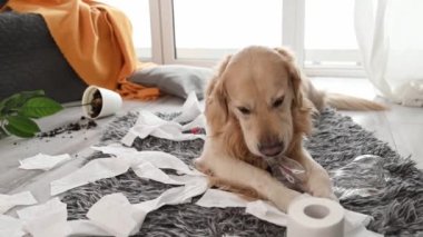 Golden retriever köpeği oturma odasında kağıt ve çiçekle ortalığı karıştırıyor..
