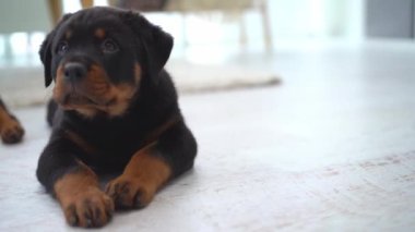 Rottweiler köpeği yerde yatıyor ve evde havlıyor.