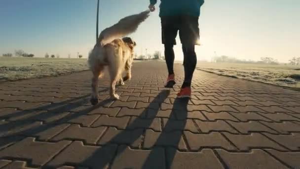Runner Man Golden Retriever Dog Walking Sunset Sunlight Outdoors Together — Stock video