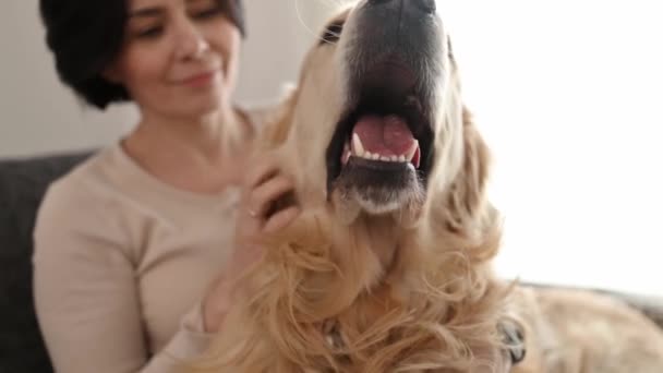 Savunma Bakanlığı Esniyor Golden Retriever Köpeğini Seven Güzel Bir Kız — Stok video