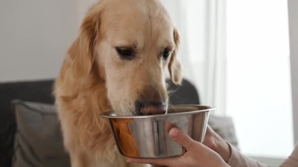 金毛猎犬吃特殊的食物从金属碗在女孩所有者手中 纯种宠物狗 家中有特别的干食 — 图库视频影像