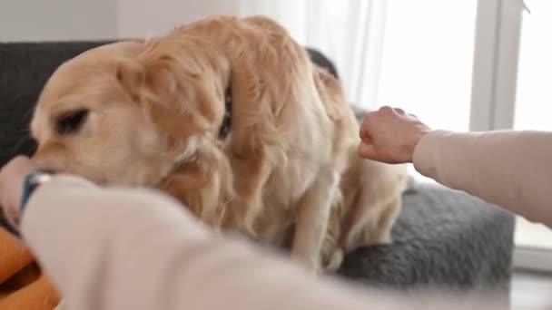 Golden Retriever Köpeği Kokluyor Kız Sahibi Elini Yiyecekle Seçiyor Oynayan — Stok video