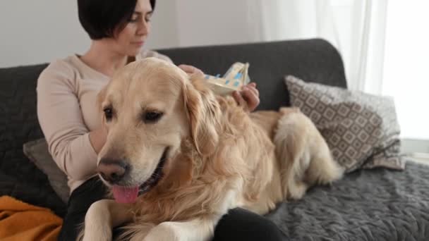 自宅でソファに座って本を読んで黄金の検索犬ときれいな女の子 若い女性と純血ペット犬のラブラドール文学 — ストック動画
