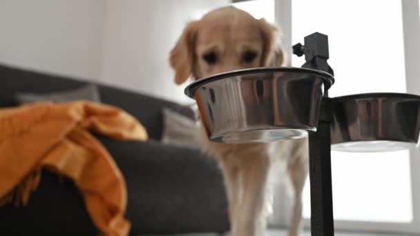 Golden Retriever Cão Comendo Nutrição Alimentar Especial Tigela Metal Interior — Vídeo de Stock