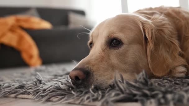 床に寝そべってカメラを見るゴールデンレトリバーの犬 純血ペット犬ラブラドール休憩室でふわふわカーペット — ストック動画