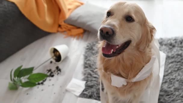 Golden Retriever Σκυλί Παίζει Χαρτί Τουαλέτας Στο Σαλόνι Pet Καθαρόαιμο — Αρχείο Βίντεο