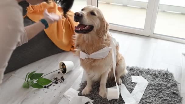 Golden Retriever Köpeği Oturma Odasında Tuvalet Kağıdıyla Oynadıktan Sonra Kız — Stok video