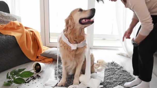 Golden Retriever Hond Kijkt Schuldig Meisje Eigenaar Het Spelen Met — Stockvideo