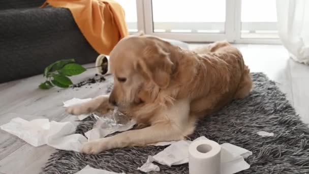Golden Retriever Köpeği Oturma Odasında Tuvalet Kağıdıyla Oynuyor Bitki Kırıyor — Stok video