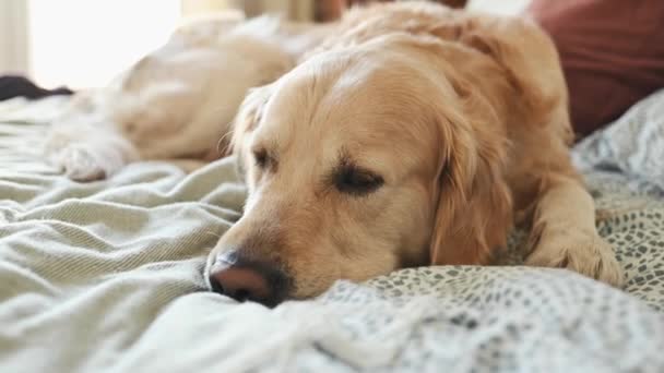 金毛猎犬躺在床上 闭上眼睛 纯种宠物狗拉布拉多睡在家里 — 图库视频影像