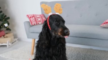 İskoç köpek evde şen şakrak giyiniyor.