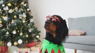Şen şakrak giyinmiş İskoç köpek ve evde süslü Noel ağacının yanında oturan elf takımı.