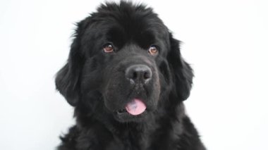 Beyaz arka planda olgun Newfoundland köpeğinin portresi
