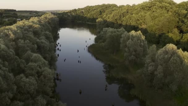 Hermosa Naturaleza Río Bosque Vista Aérea Drones Soleado Día Verano — Vídeos de Stock