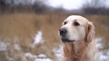 Golden retriever köpeğinin portresi kışın doğa arka planında