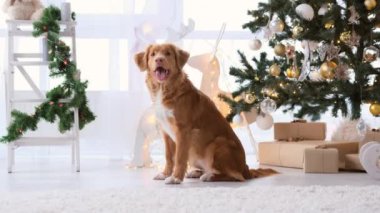 Toller, Noel zamanı ağzı açık bir şekilde Noel ağacı ve ışıklarıyla süslenmiş bir evde av köpeği soluyor. Safkan köpek yavrusu yeni yılın tadını çıkarıyor.