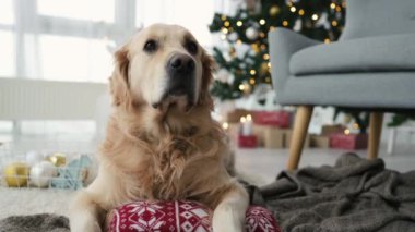 Noel zamanı Golden Retriever köpeği evde yerde yatar ve arka planda Xmas ışıkları ile etrafa bakar. Yılbaşı tatilinde safkan evcil köpek.