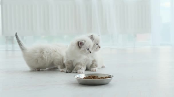 Fluffy Ragdoll Kittens Met Kom Met Voer Thuis Purebred Kitty — Stockvideo