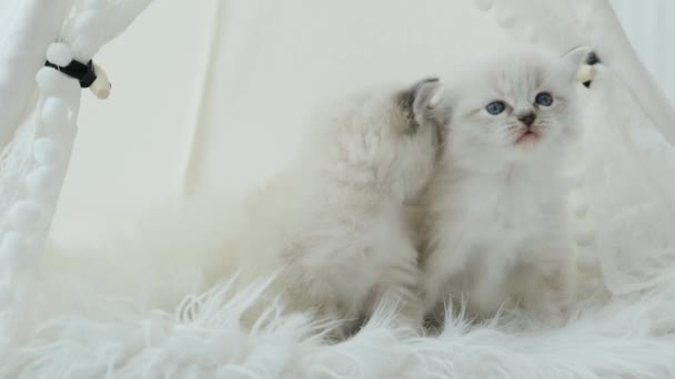 Fluffy Ragdoll Kittens Lopen Thuis Witte Vacht Ontdekken Alles Schattige — Stockvideo