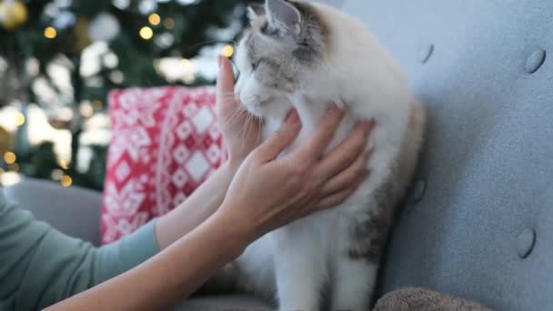 背景にクリスマスツリーと一緒に部屋に新年の時間に猫をペッティング女の子 所有者でフェリーヌペットとともに自宅でクリスマス休暇 — ストック動画