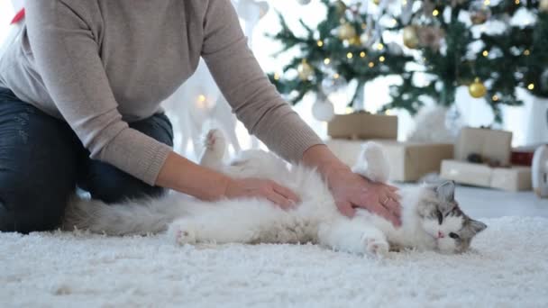 クリスマスツリーとバックグラウンドで贈り物と一緒に部屋で新年の時間にカーペットの上に横たわる女性のペッティングラグドール猫 オーナー座って床にフェリーヌペットとともに自宅でクリスマス休暇 — ストック動画