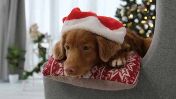 Toller Retriever Hond Kersttijd Liggend Bank Met Santa Hoed Kamer — Stockvideo