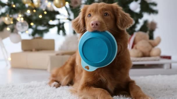 Toller Retriever Hond Met Voerbak Tussen Zijn Tanden Kersttijd Thuis — Stockvideo