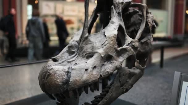2023年12月20日 ベルリン博物館で先史時代の恐竜の頭蓋骨の展示 ティラノサウルスの骨格 — ストック動画