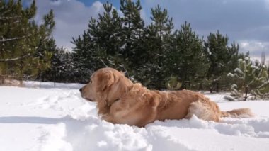 Golden retriever köpeği kış ormanında karda yatıyor. Safkan evcil hayvan labrador doğada yürüyor..