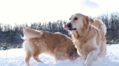 Güneşli bir günde kar ormanında sepetle duran Golden Retriever köpeği. Safkan evcil hayvan labrador doğada yürüyor..
