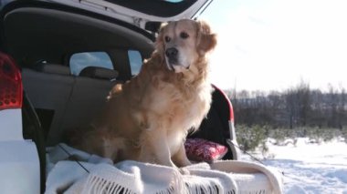 Golden retriever köpeği kar ormanlarında arabanın bagajında oturur. Safkan evcil hayvan labradoru doğadaki araçta..