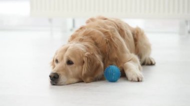 Golden retriever köpeği mavi oyuncakla yerde yatıyor ve evde dinleniyor. Saf köpek labradoru ev hayvanı.