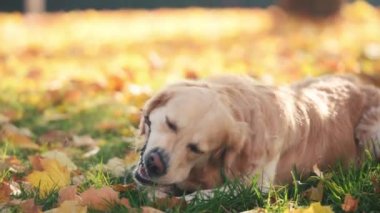 Golden retriever köpeği sonbahar parkında sopa ısırıyor ve dışarıda sarı yaprakların üzerinde yatıyor. Safkan köpek labrador güz mevsiminde doğa yürüyüşünün keyfini çıkarıyor.