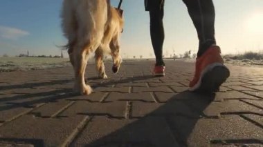 Golden retriever köpeğiyle koşan adam spor yaptıktan sonra gün batımında güneş ışığıyla birlikte dışarıda yürüyor, yakın plan bacak manzarası. Evcil köpeğiyle koşan adam.